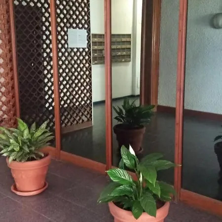 Aurelia - Begonia Roma